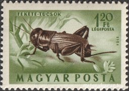 1954. Rovarok