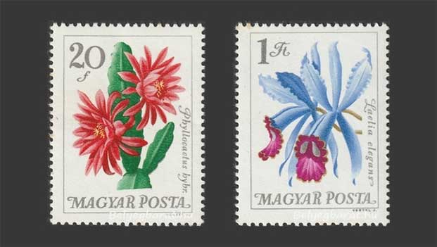 1965. Botanikus kertek virágai